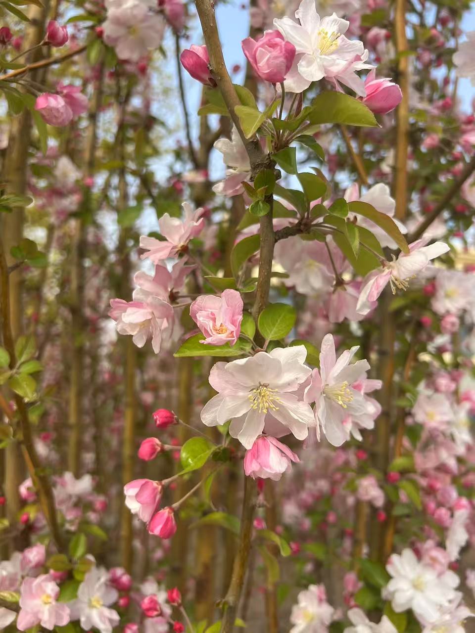 afbbd42d584100134ba0d4ebfcd2bae.jpg afbbd42d584100134ba0d4ebfcd2bae.jpg